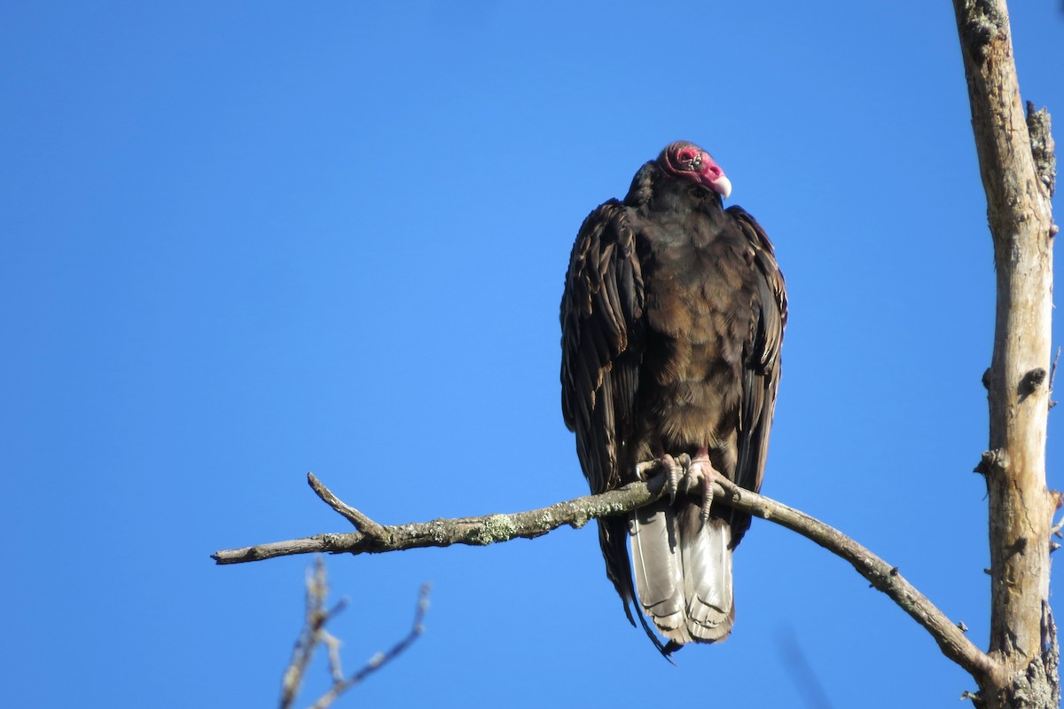 Turkey Vulture - ML642588775