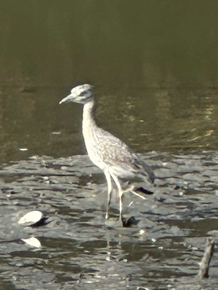 Yellow-crowned Night Heron - ML642588782