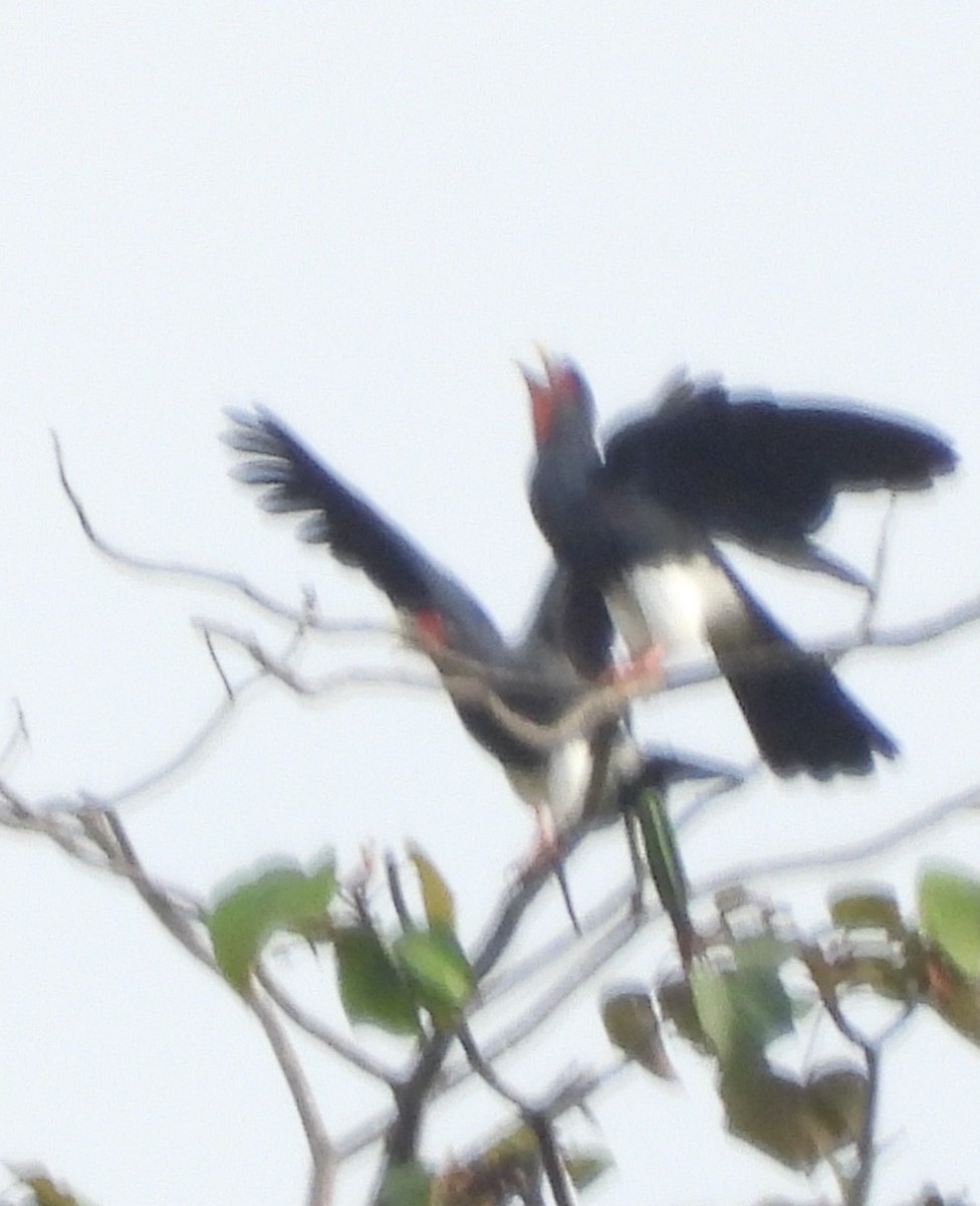 Red-throated Caracara - ML642588786