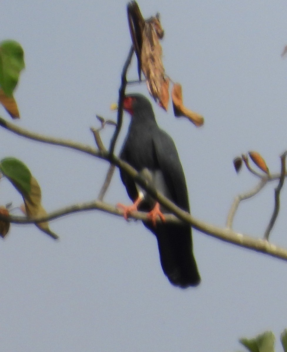 Red-throated Caracara - ML642588787