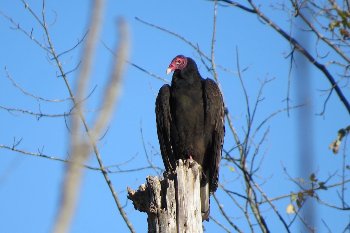 Turkey Vulture - ML642588789