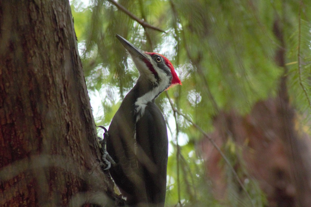 Pileated Woodpecker - ML642588811