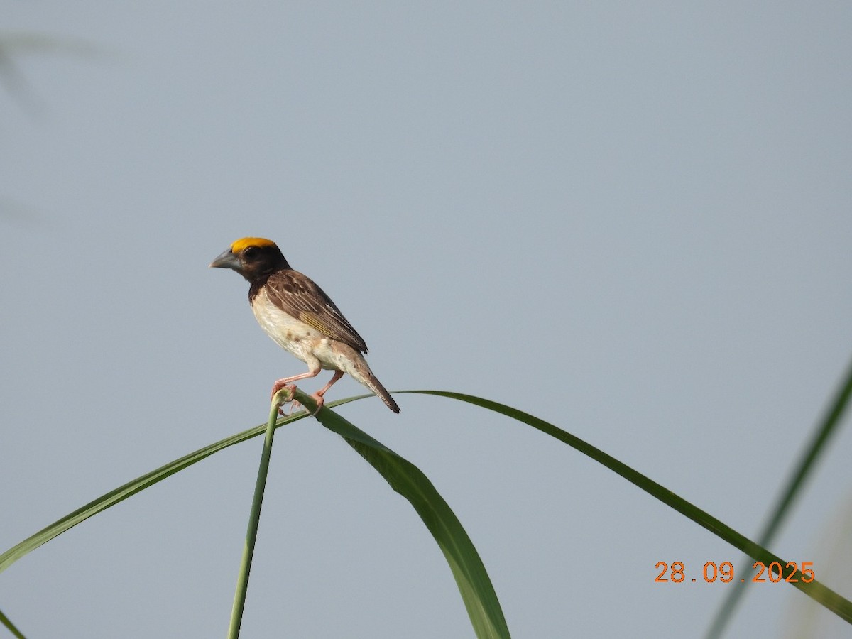 Black-breasted Weaver - ML642588816