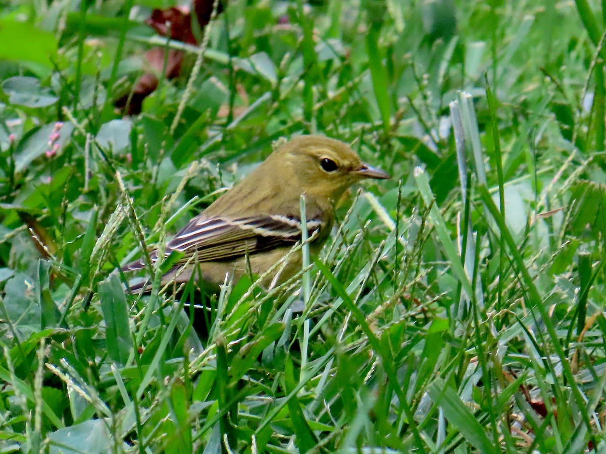 Blackpoll Warbler - ML642588879