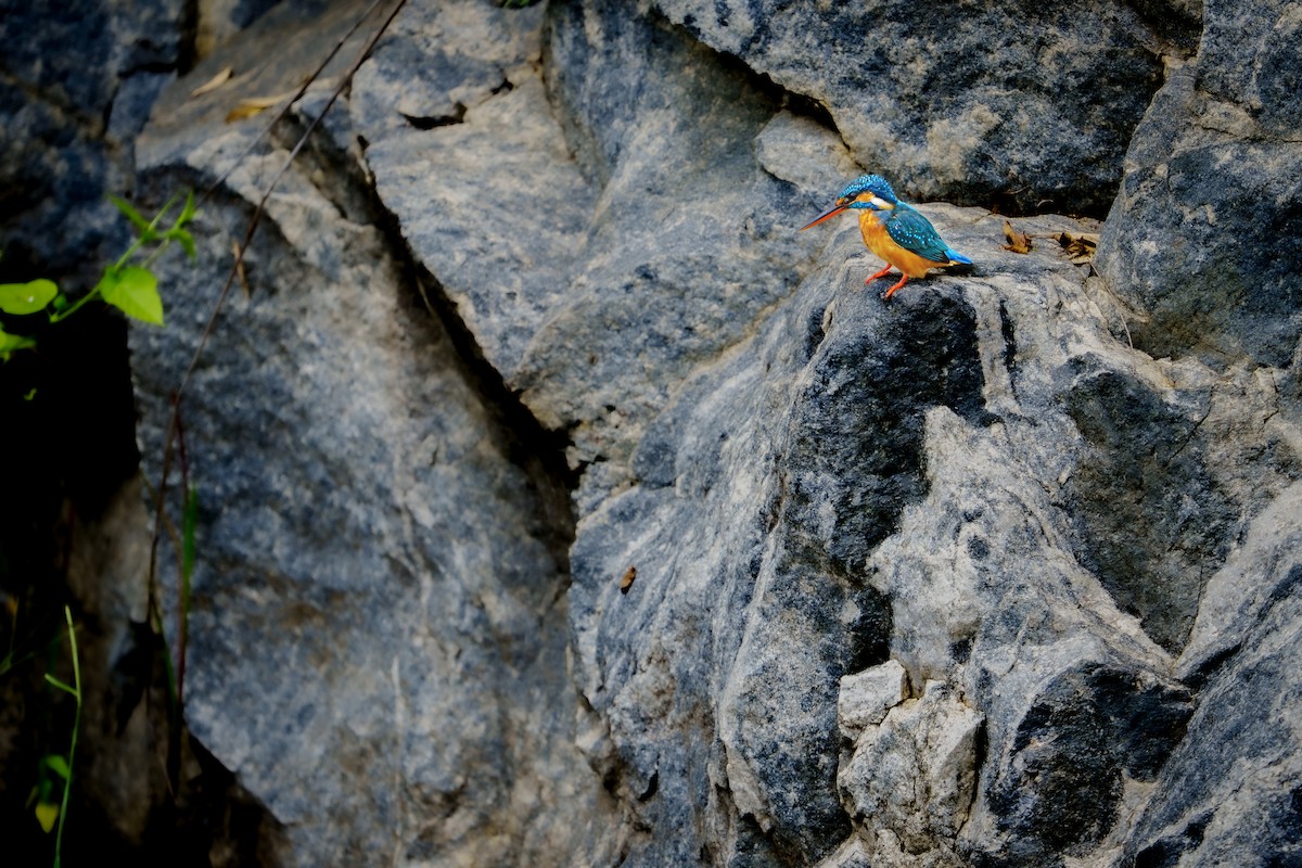 Common Kingfisher - ML642588910