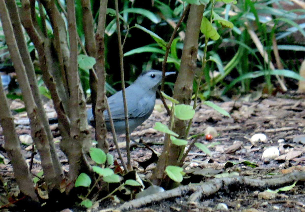 Gray Catbird - ML642588921