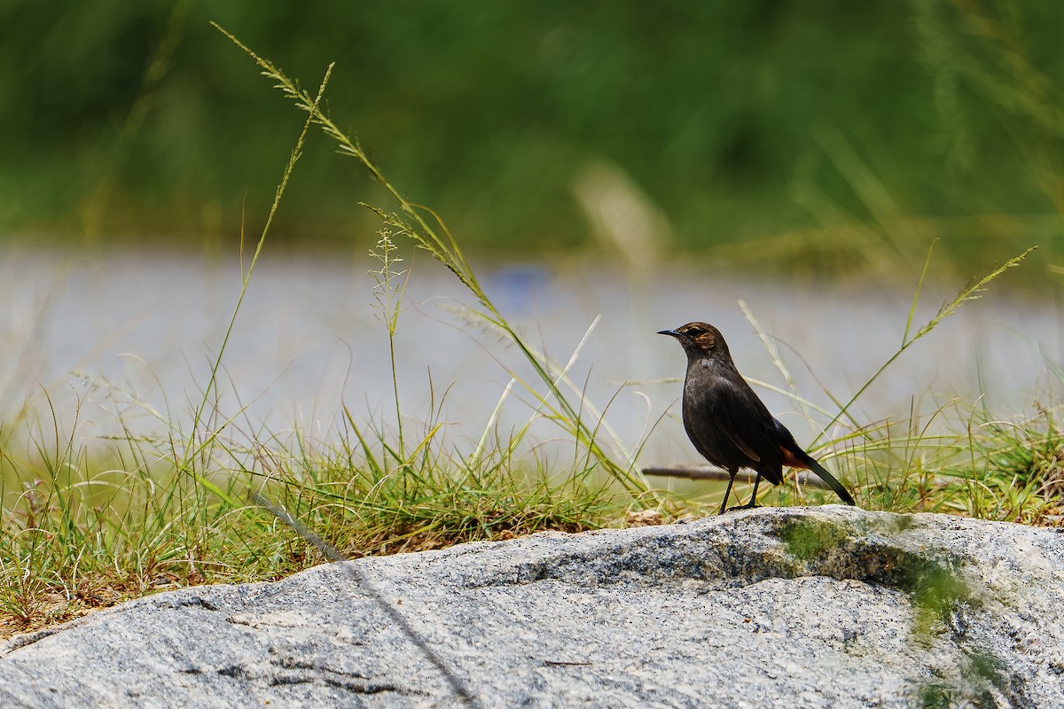 Indian Robin - ML642588939