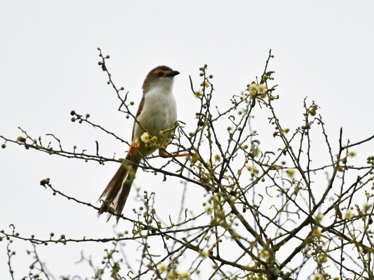 Yellow-eyed Babbler - ML642588947