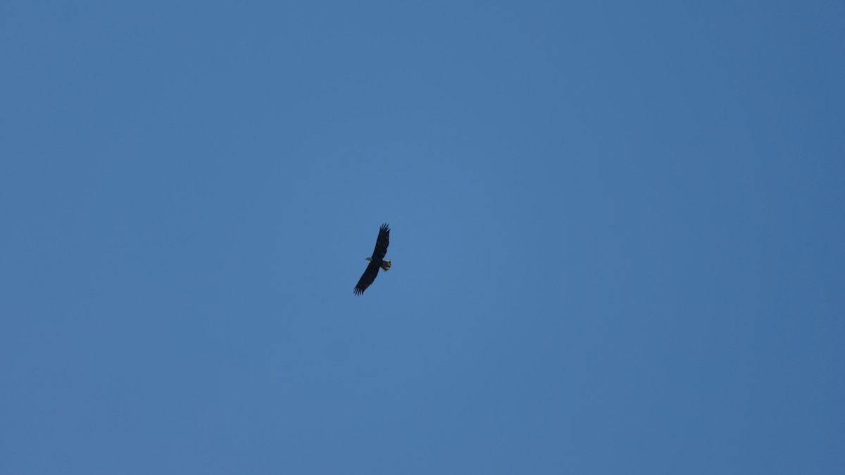 Bald Eagle - ML642589004
