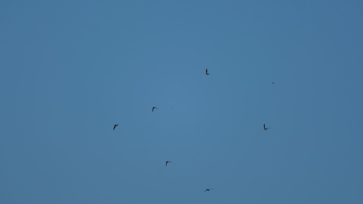 Chimney Swift - ML642589005