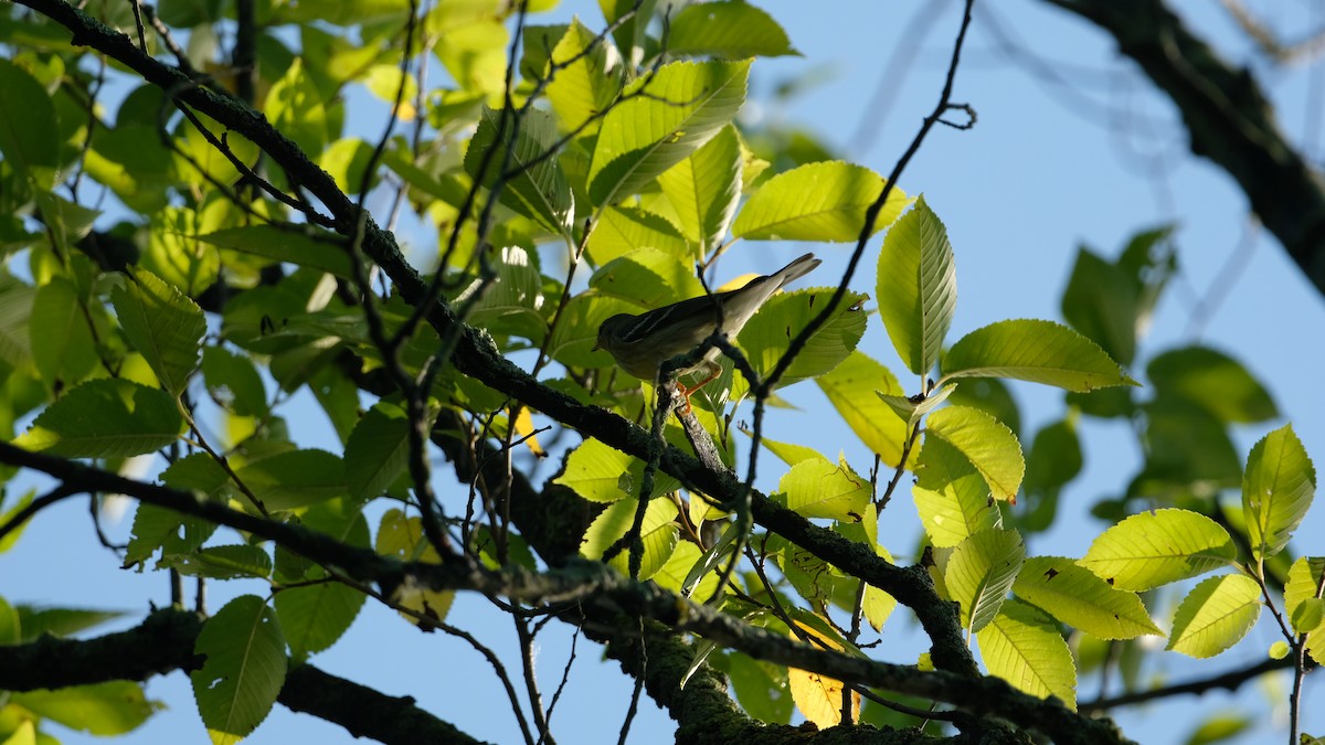 Blackpoll Warbler - ML642589008