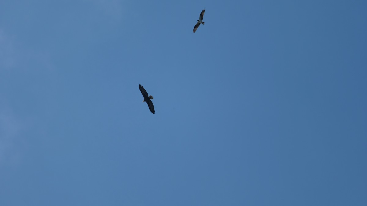 Bald Eagle - ML642589010