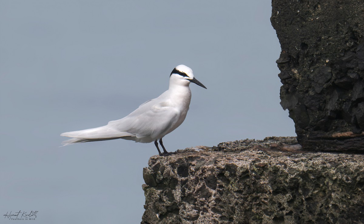 Black-naped Tern - ML642589018