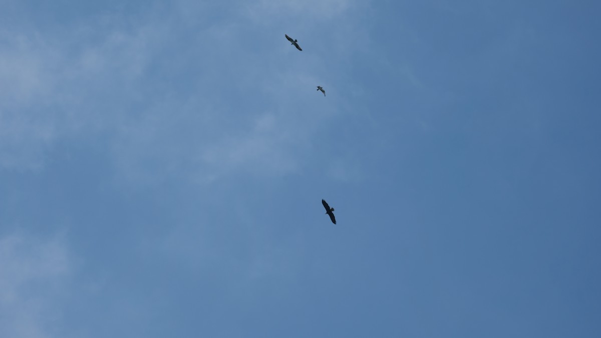 Bald Eagle - ML642589021