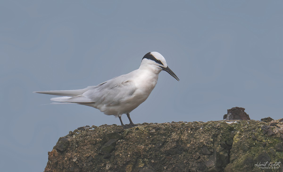 Black-naped Tern - ML642589024