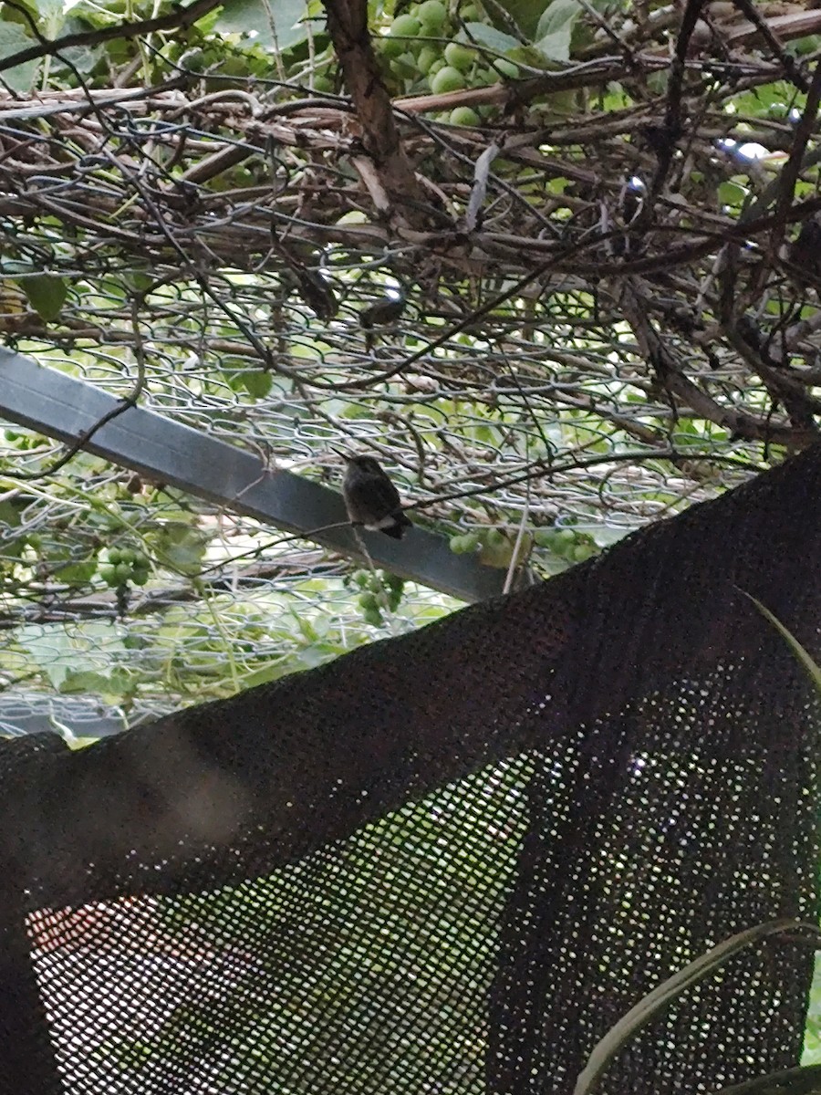 Glittering-bellied Emerald - ML642589037