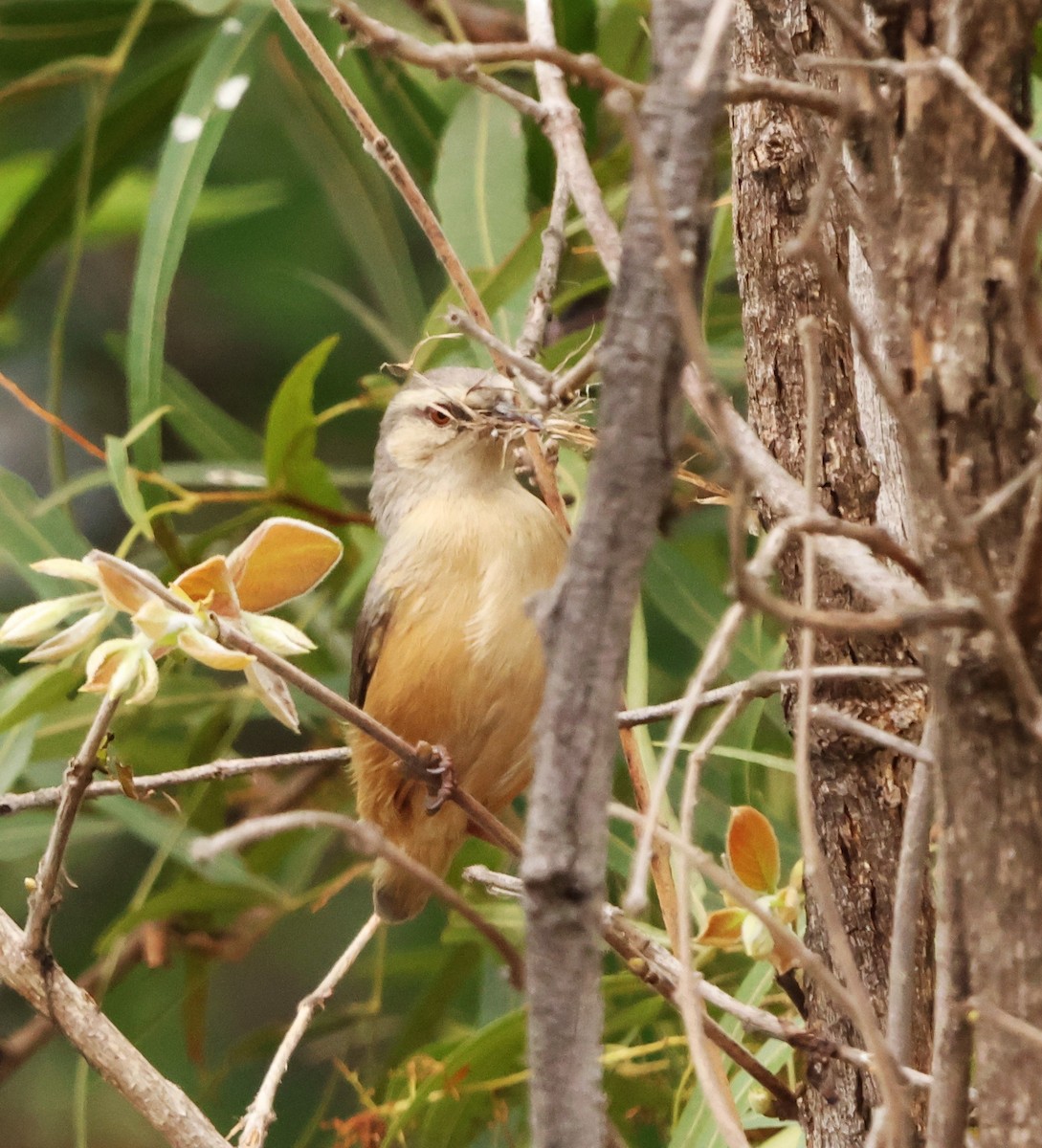 Long-billed Crombec - ML642589060
