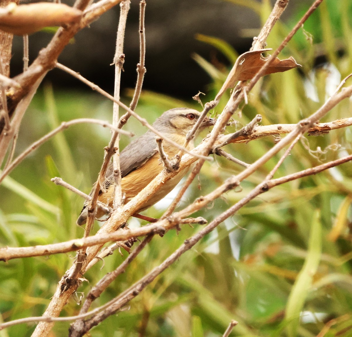 Long-billed Crombec - ML642589061