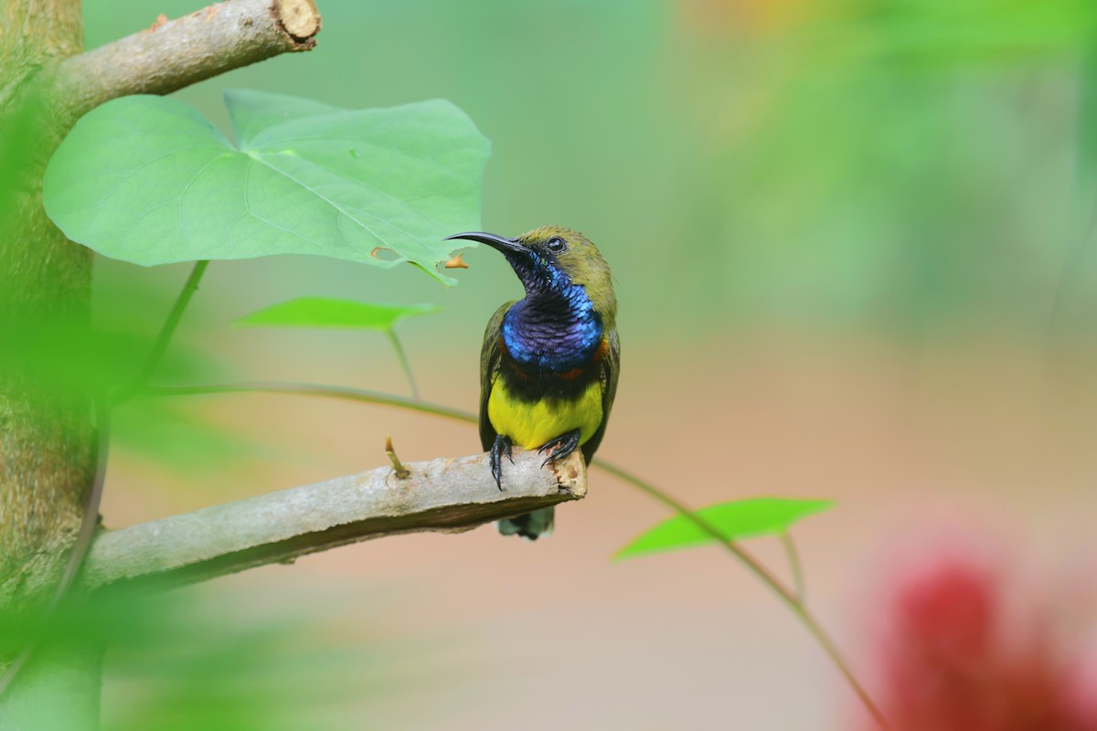 Ornate Sunbird - ML642589062