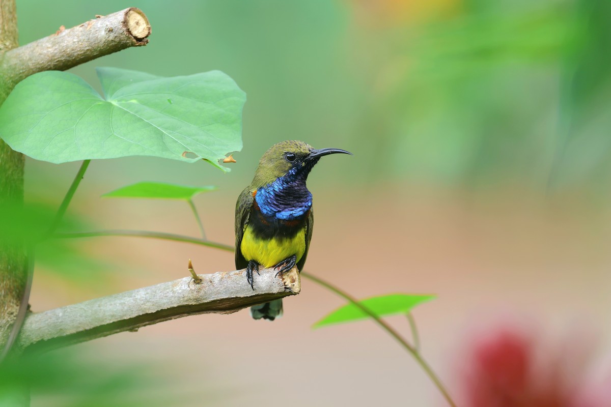 Ornate Sunbird - ML642589063