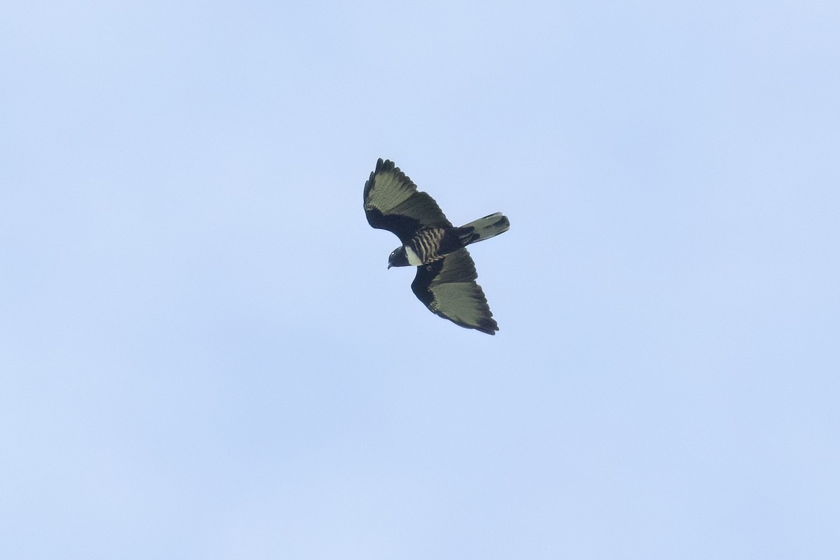 黑冠鵑隼 - ML642589064