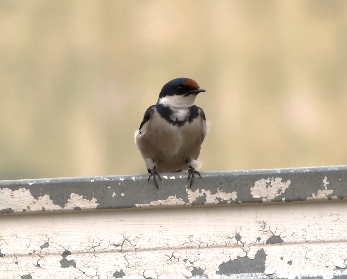 White-throated Swallow - ML642589071