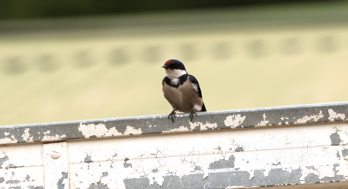 White-throated Swallow - ML642589072