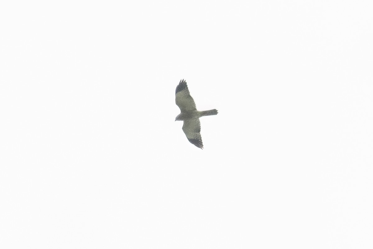 赤腹鷹 - ML642589076