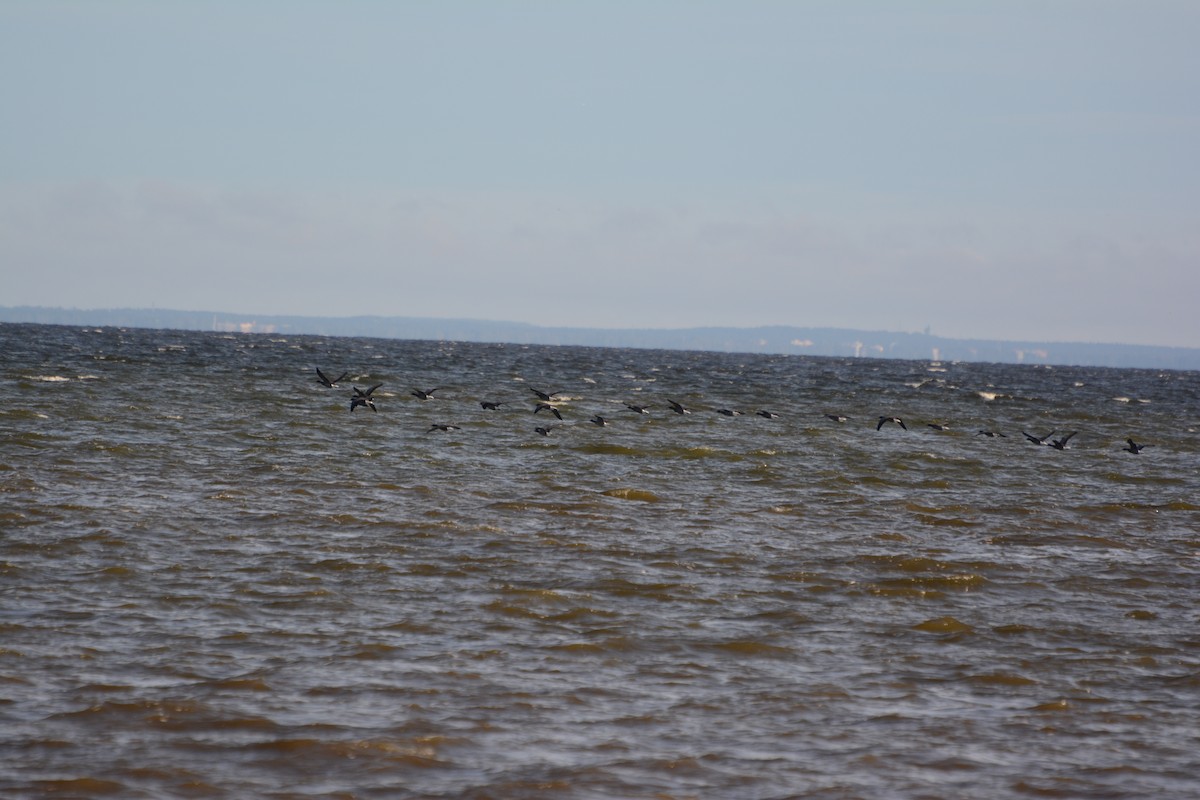 Ringelgans - ML642589082