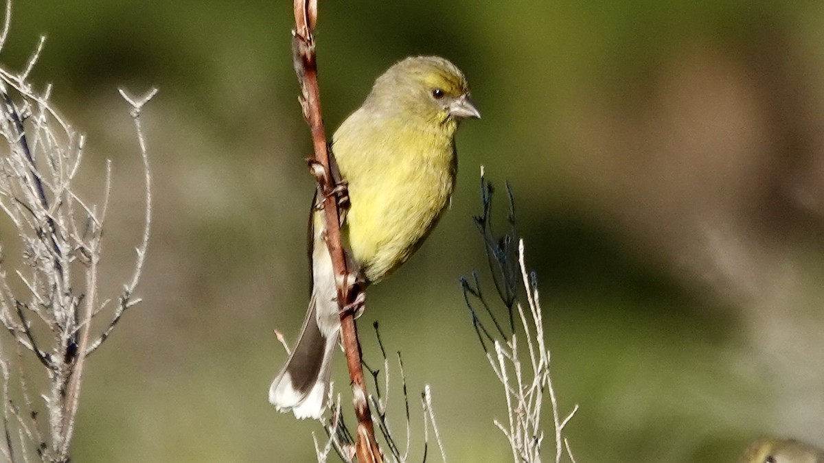 Cape Siskin - ML642589084