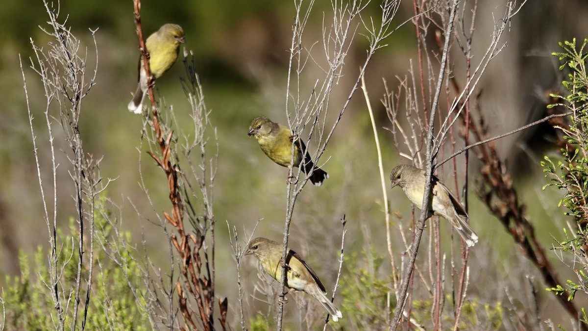 Cape Siskin - ML642589088
