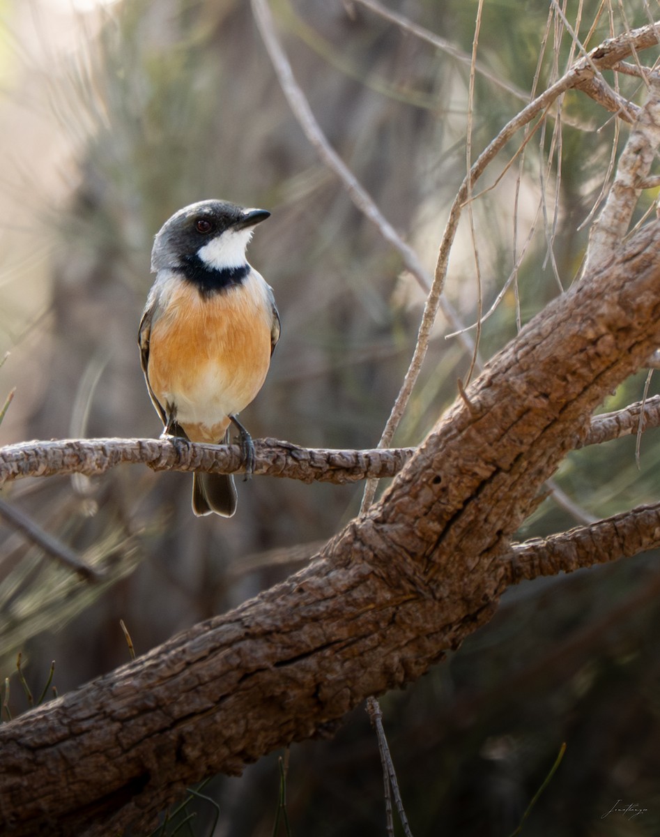 Rufous Whistler - ML642589099