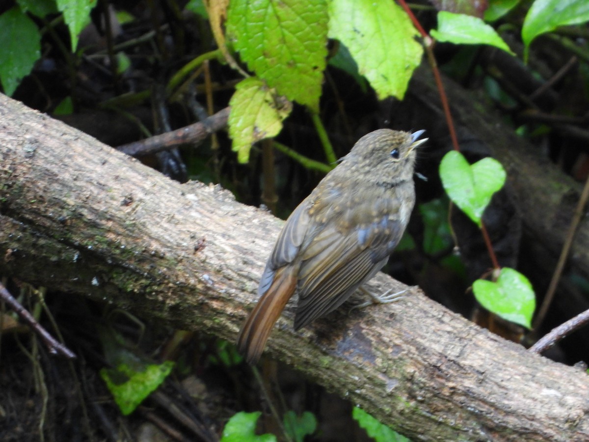 Small Niltava - ML642589100