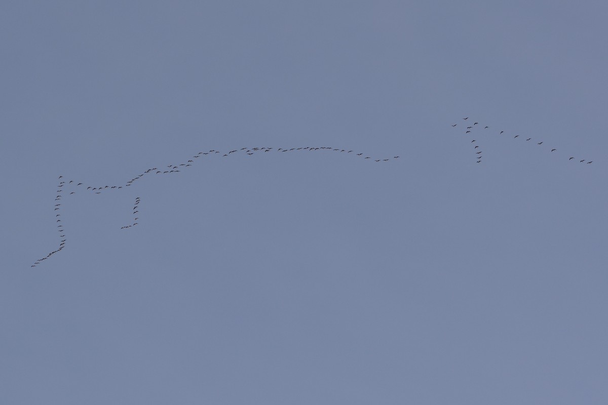 Weißwangengans - ML642589101