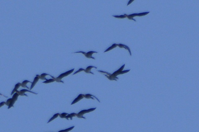 Weißwangengans - ML642589102