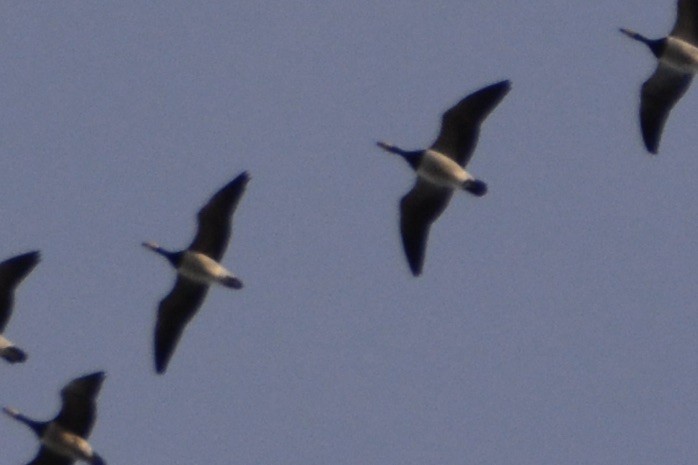 Weißwangengans - ML642589103