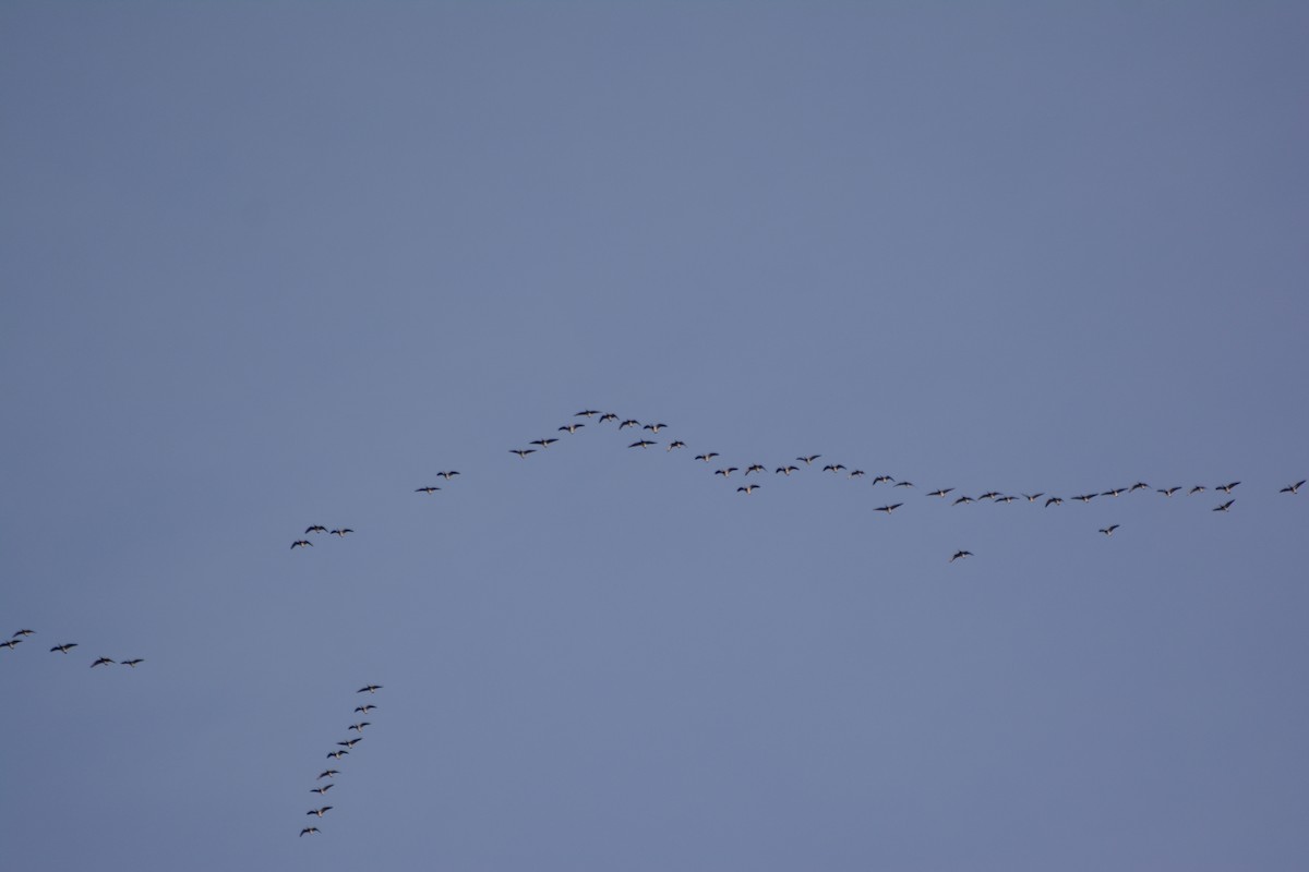 Weißwangengans - ML642589105