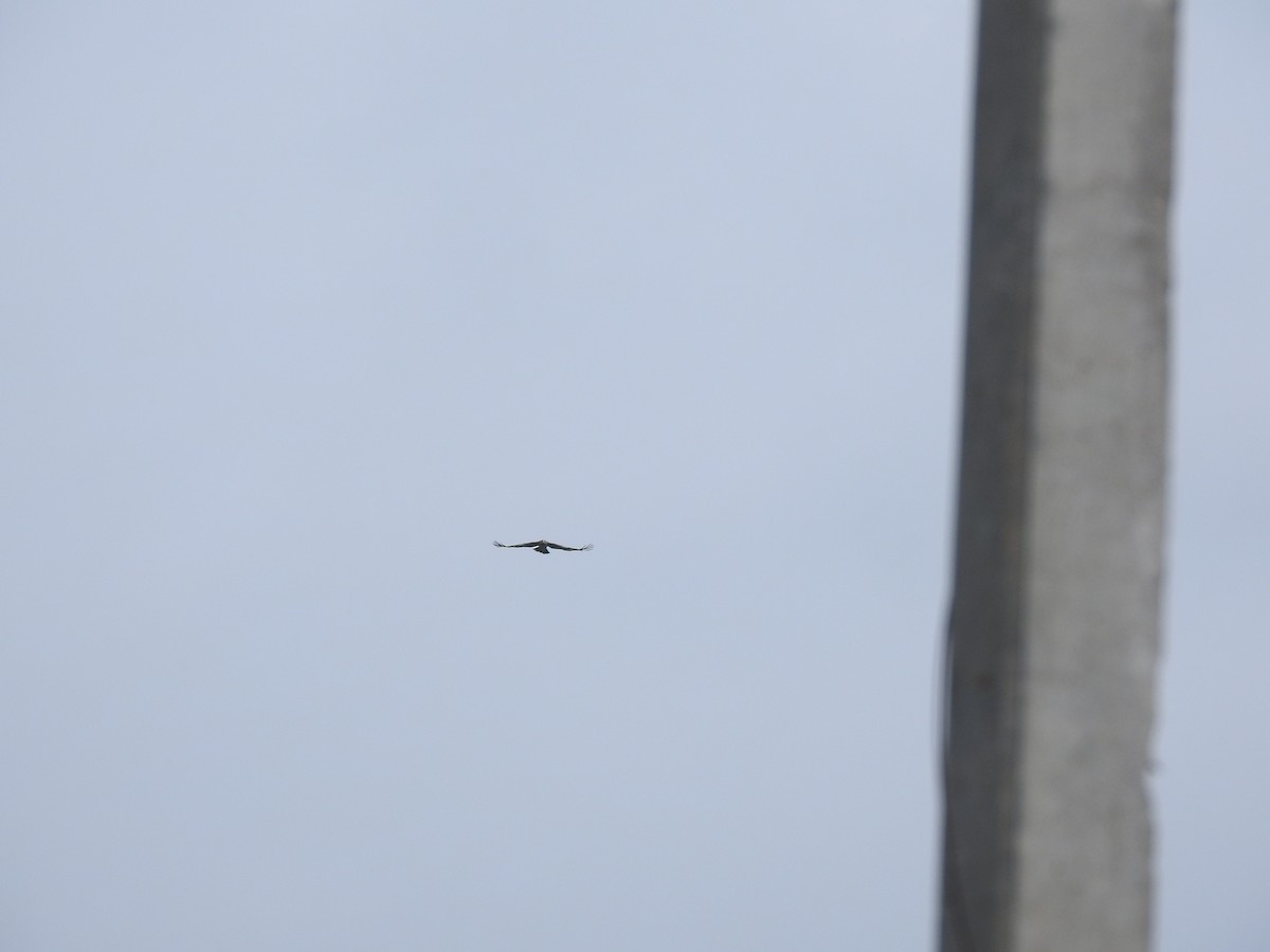 Indian Spotted Eagle - ML642589111