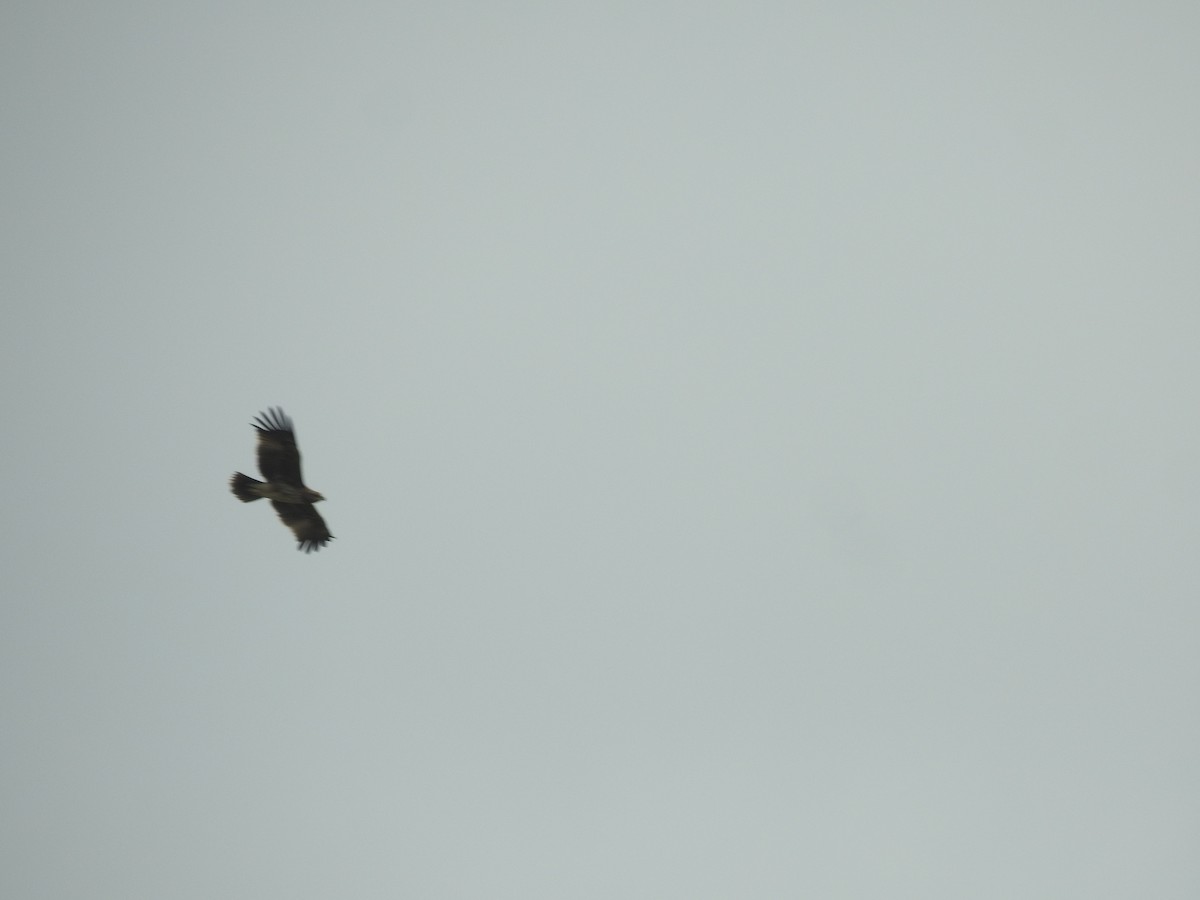 Indian Spotted Eagle - ML642589112