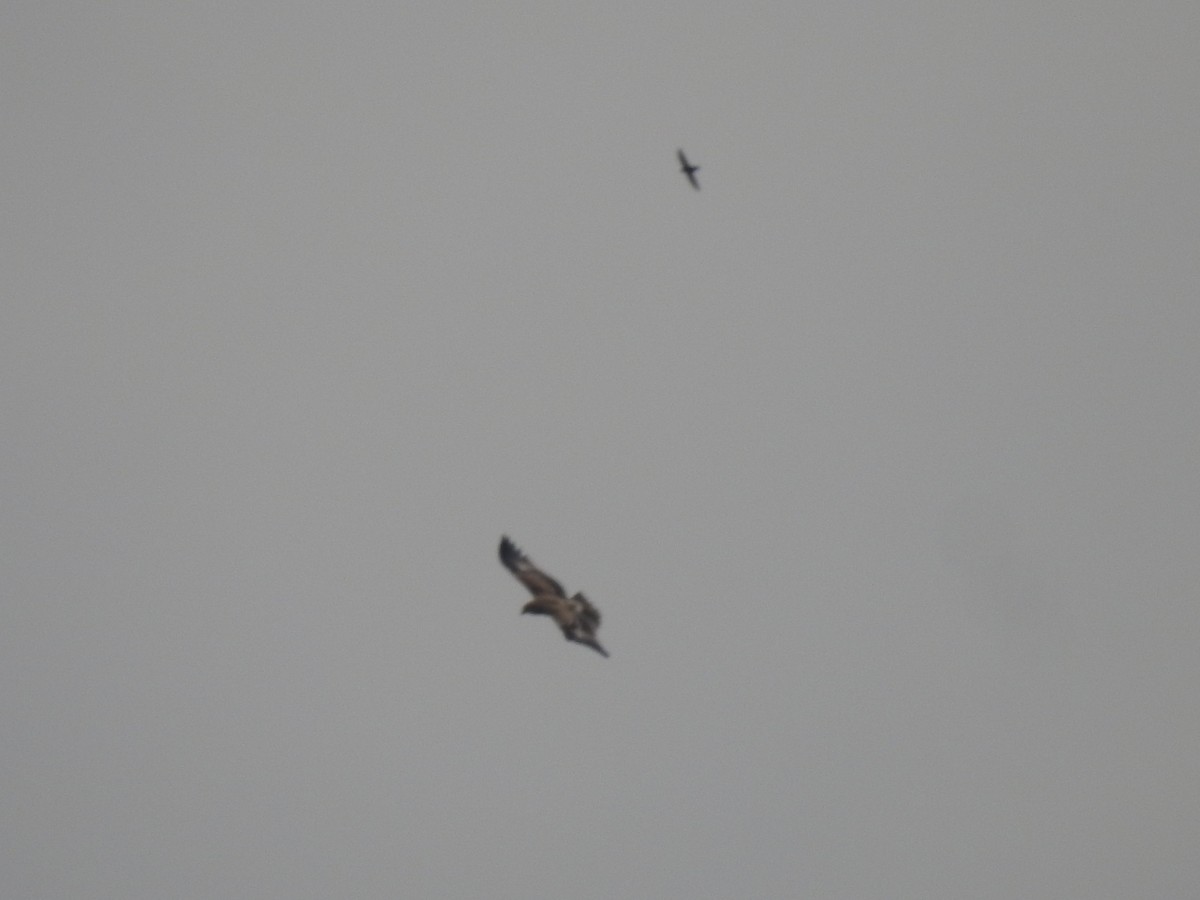 Indian Spotted Eagle - ML642589114