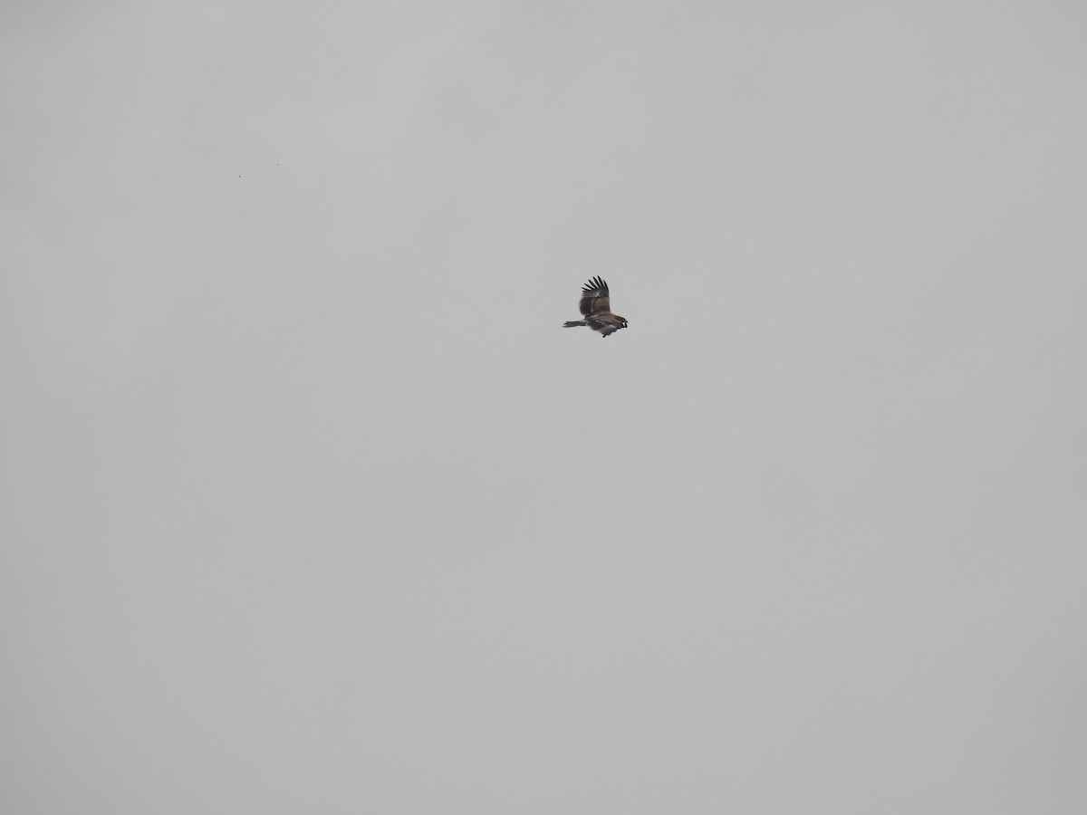 Indian Spotted Eagle - ML642589115