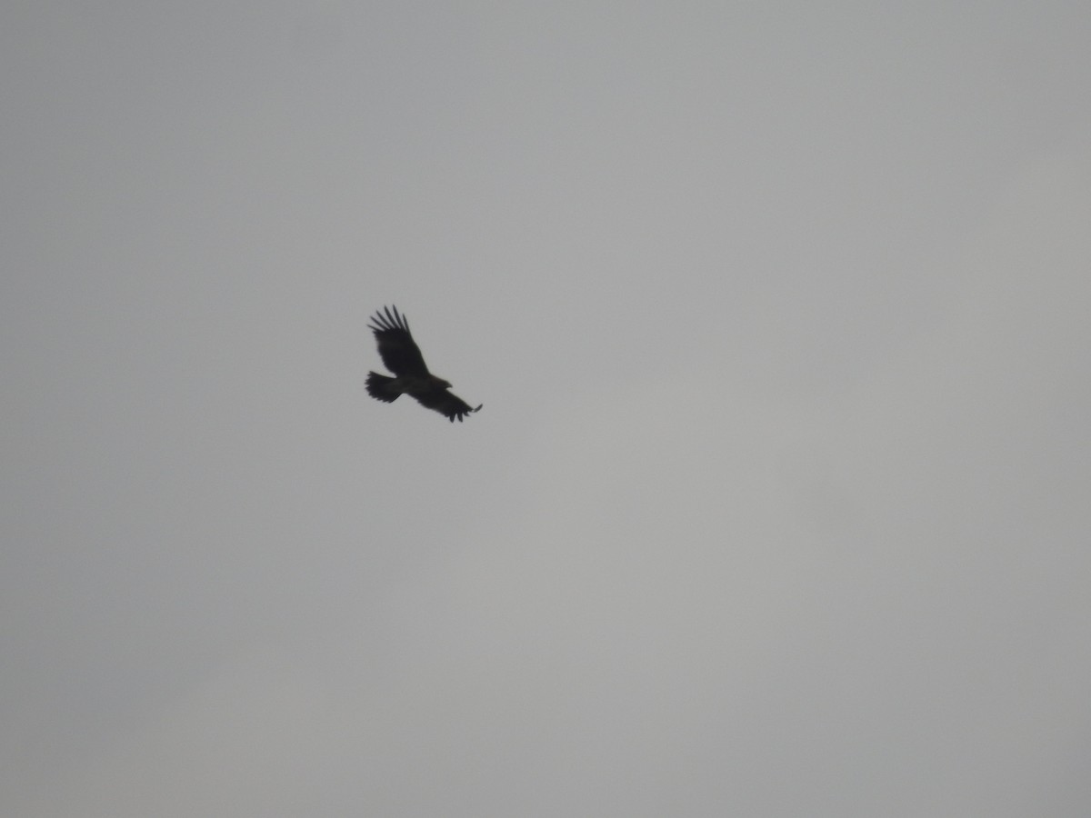 Indian Spotted Eagle - ML642589116
