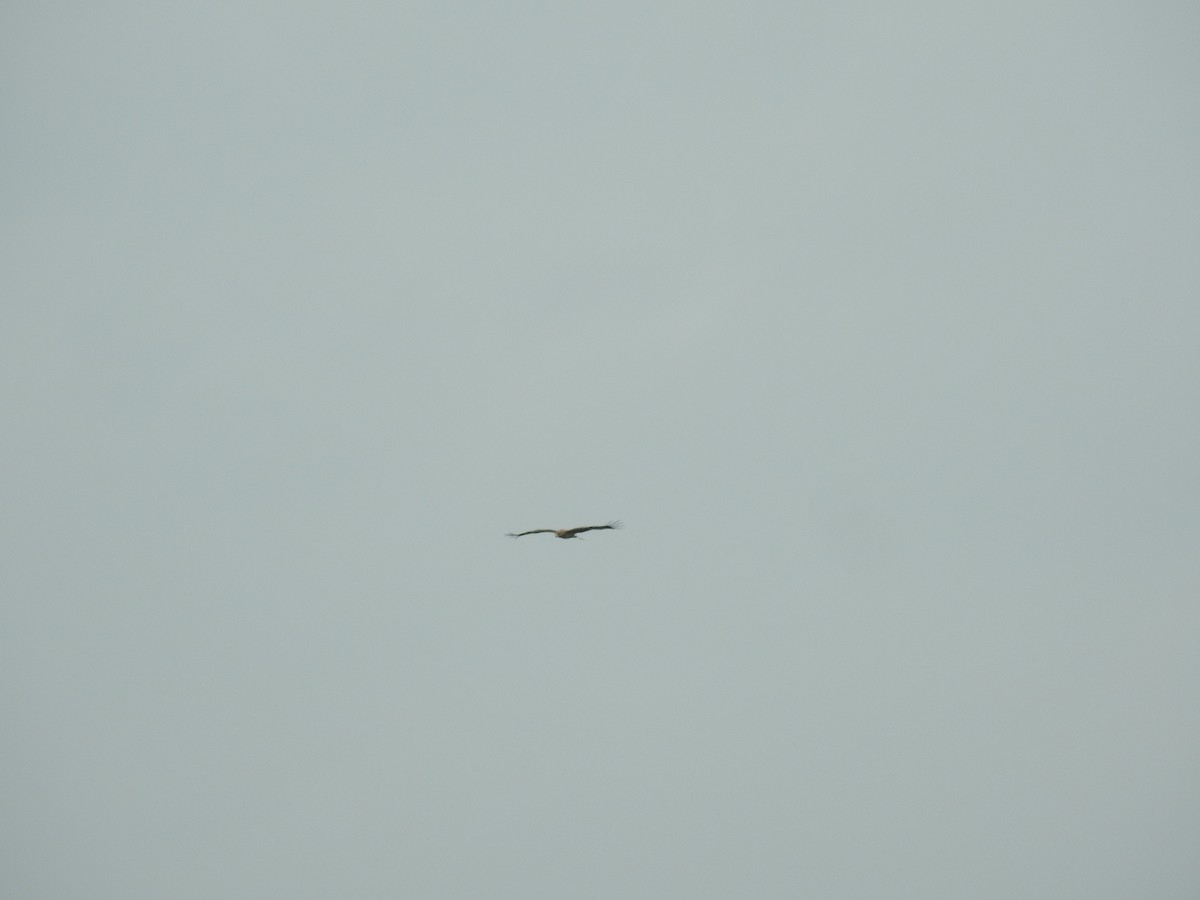 Indian Spotted Eagle - ML642589117