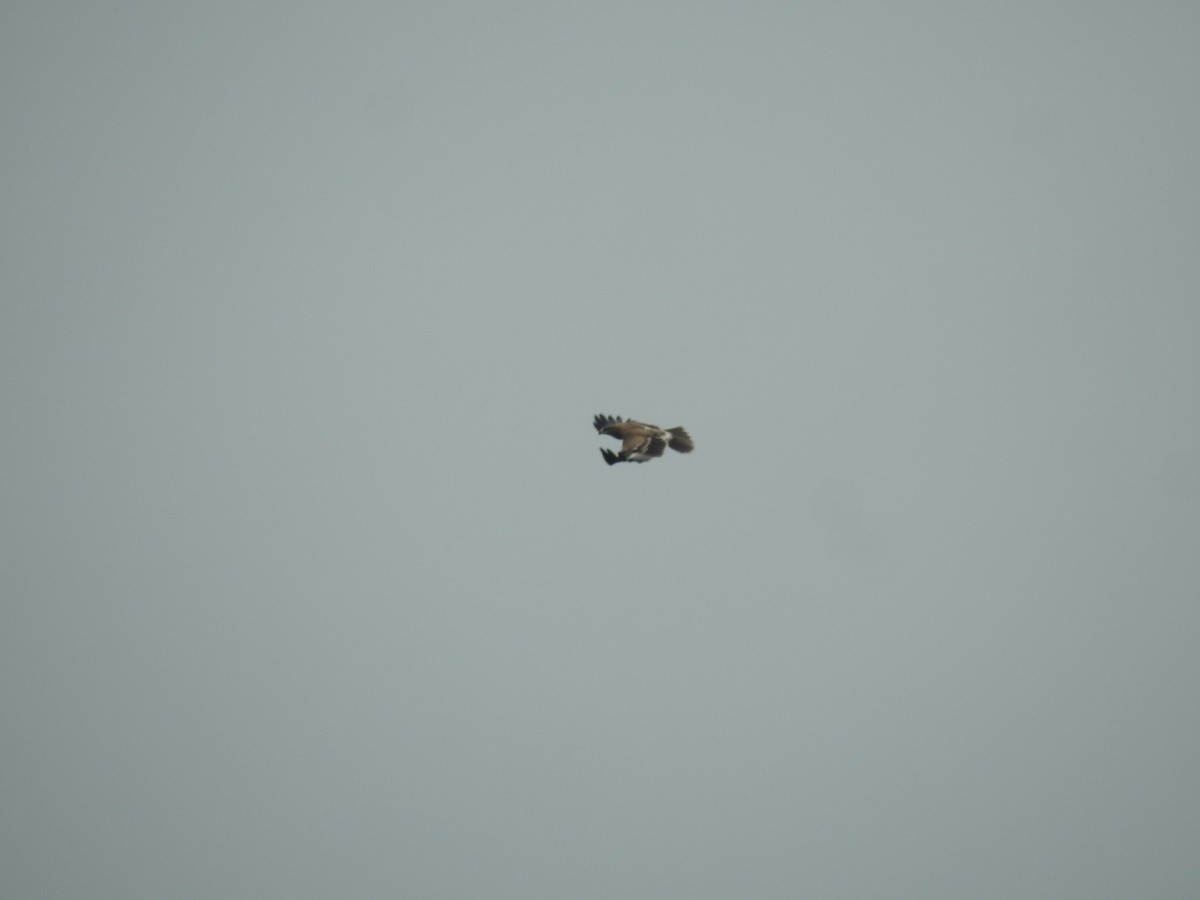 Indian Spotted Eagle - ML642589118