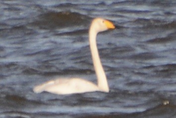 Singschwan - ML642589147