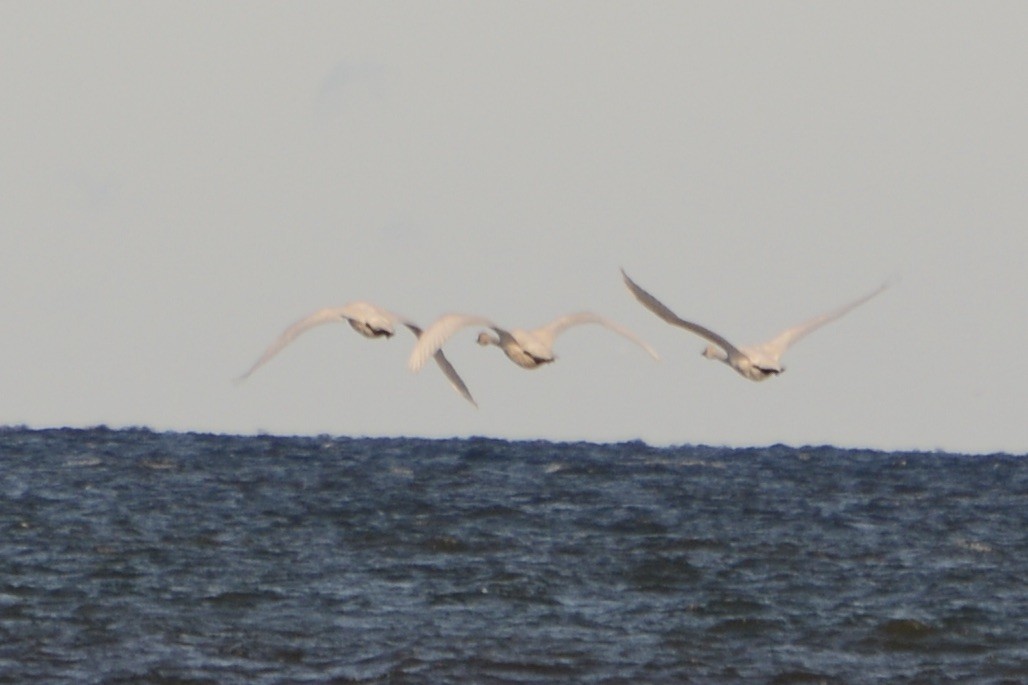 Singschwan - ML642589148