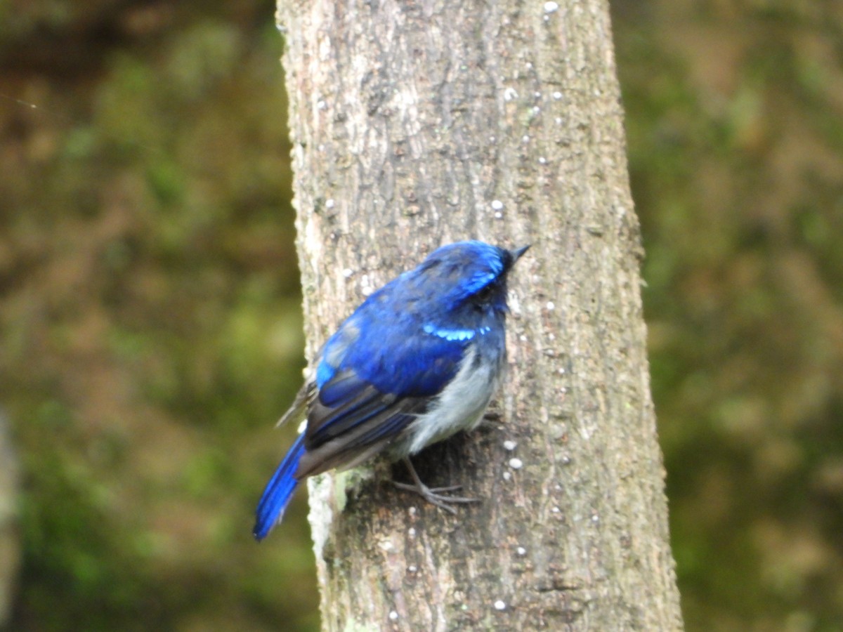Small Niltava - ML642589152