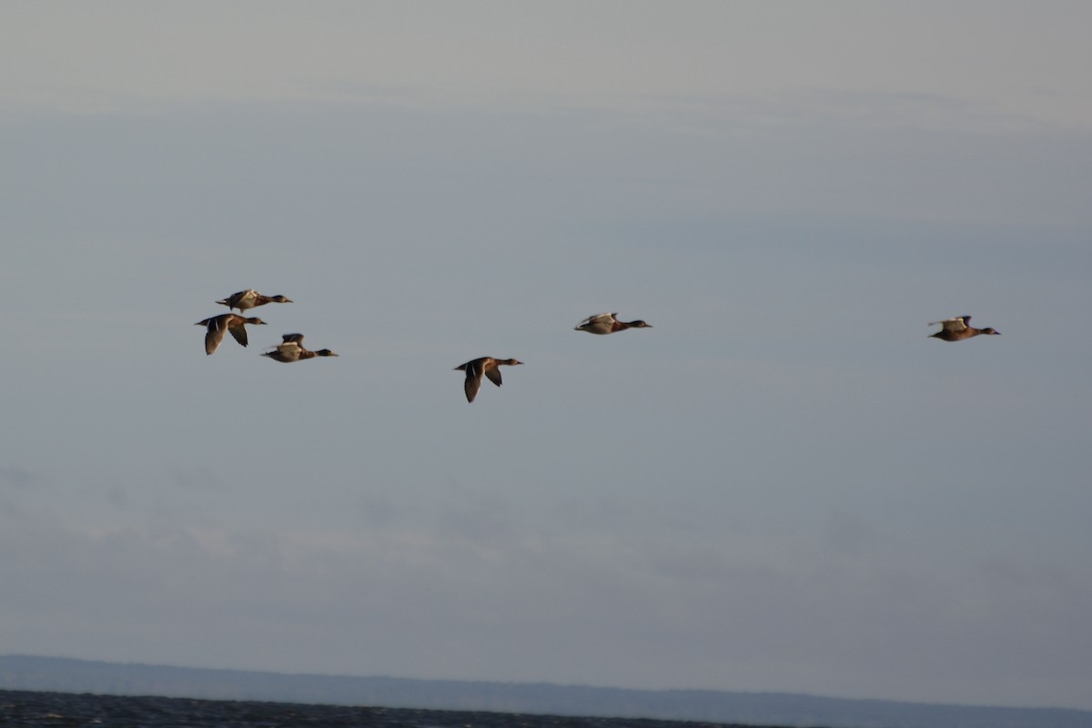 Stockente - ML642589165