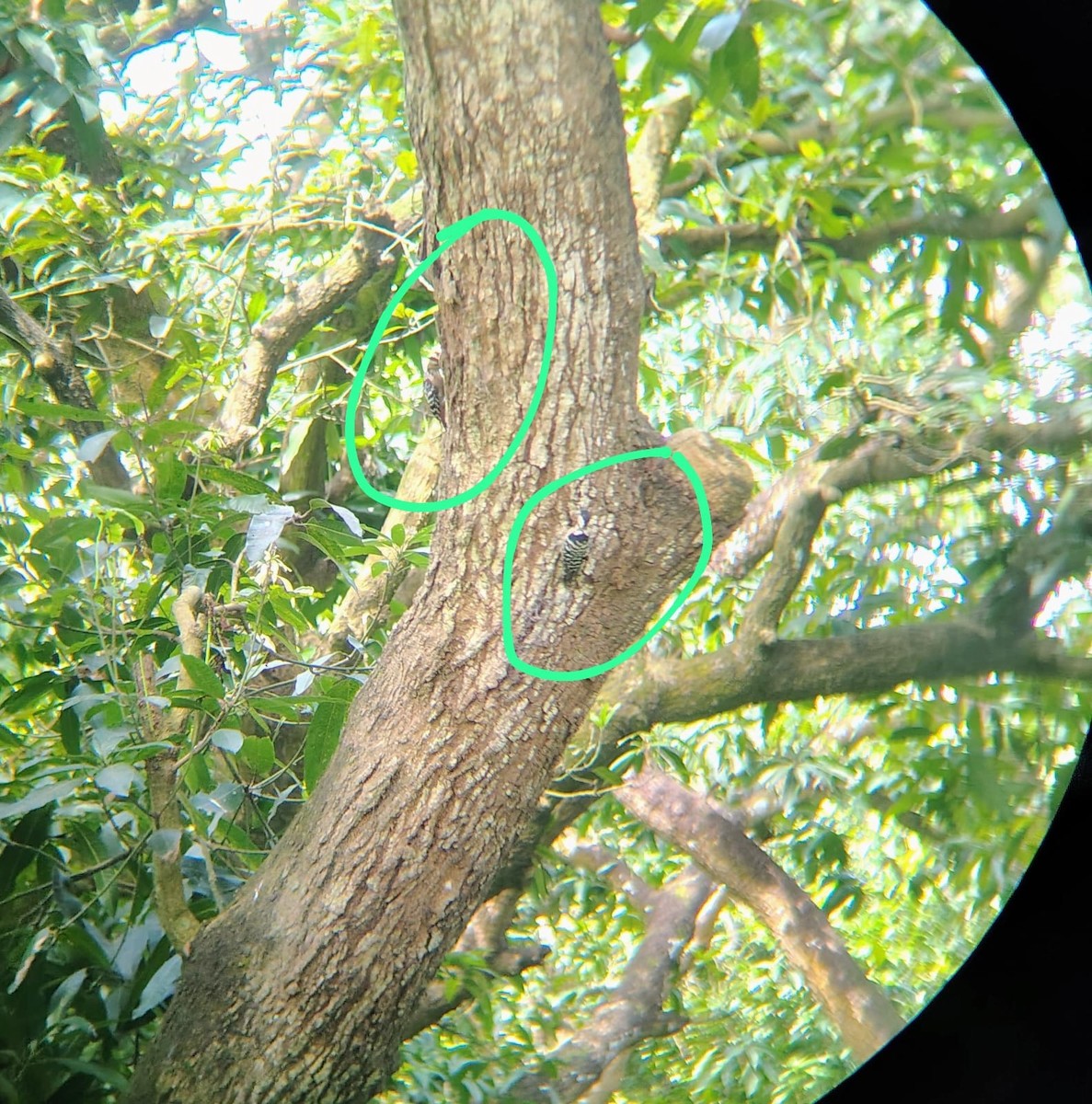 Fulvous-breasted Woodpecker - ML642589179