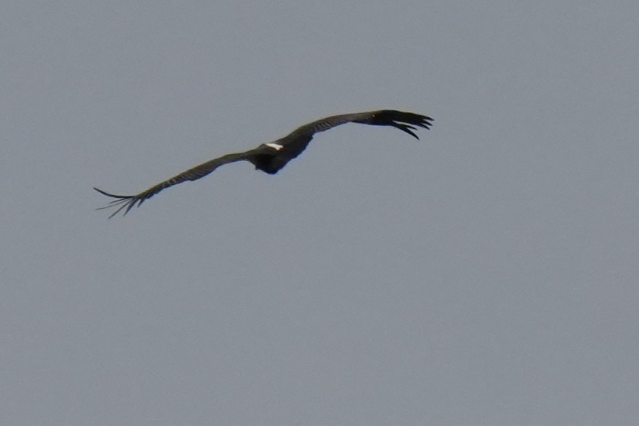 White-rumped Vulture - ML642589184